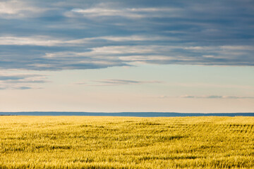 Ripe wheat field in evening sun under dramatic sky