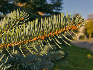 Naklejka na ściany i meble A close-up of a spruce twig with blue needles against the background of an urban environment in the sunlight of the golden hour.