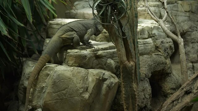 Rhinocerus iguana - cyclura cornuta pair climbing and playing 4k