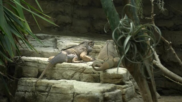 Rhinocerus iguana - cyclura cornuta pair climbing and playing 4k