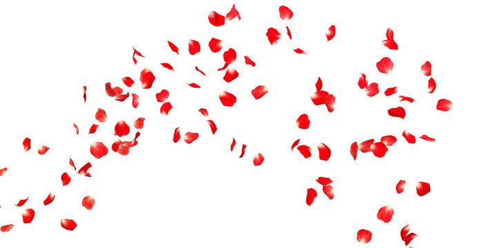 Rose petals Stock Image In white Background
