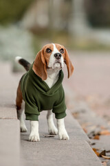 Beagle Dog. Dog in Hoodie. Dressed dog. Dog clothes. Pet Supplies. 