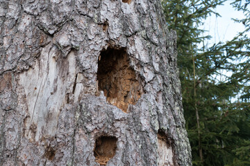 hole in a tree trunk wood
