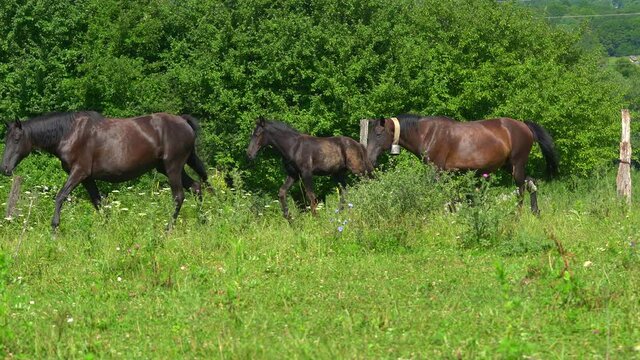 Family of beautiful horses graze on the meadow near the farm. Foal walk near the stallion. Behind walk horse with bell. Nature and farm concept. Warm summer day in the village. Animals. Mountain and