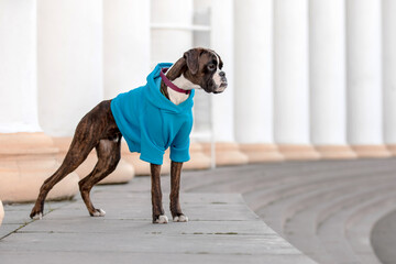 Boxer Dog. Dog in Hoodie. Dressed dog. Dog clothes. Pet Supplies. 