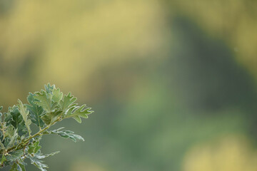 green leaves on a day