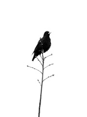 silhouette of a crow