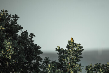 bird and tree