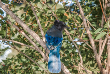 Steller’s Jay (Cyanocitta stelleri) in coniferous forest, Anchorage, Alaska, USA