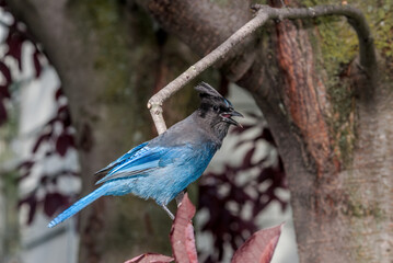 Steller’s Jay (Cyanocitta stelleri) in coniferous forest, Anchorage, Alaska, USA