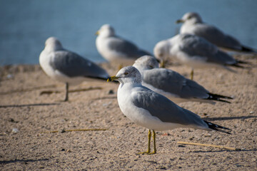 A Ring-billed Gulls in Lake Havasu, Arizona