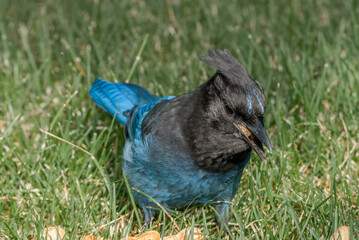 Steller’s Jay (Cyanocitta stelleri) in coniferous forest, Anchorage, Alaska, USA