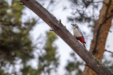 woodpecker motley branch tree autumn