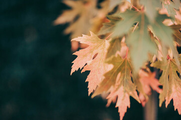 Fototapeta premium autumn leaves on the ground
