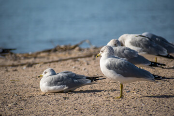 A Ring-billed Gulls in Lake Havasu, Arizona