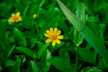 Yellow flower in the garden