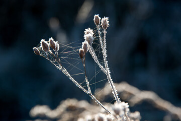 Frost on a plant in winter