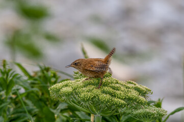 Pacific Wren (Troglodytes pacificus) at Chowiet Island, Semidi Islands, Alaska, USA