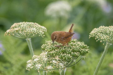 Pacific Wren (Troglodytes pacificus) at Chowiet Island, Semidi Islands, Alaska, USA