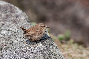 Pacific Wren (Troglodytes pacificus) at Chowiet Island, Semidi Islands, Alaska, USA