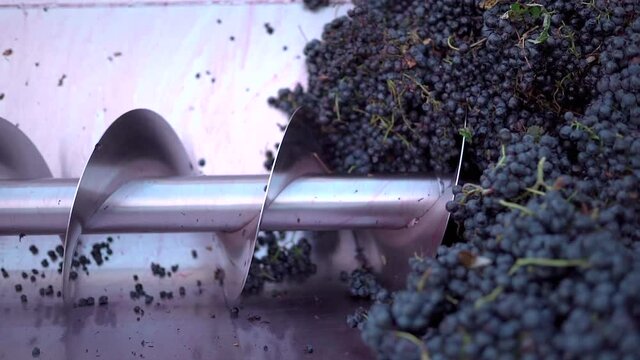 Slow motion shot of harvested grapes being crushed in screw at winery