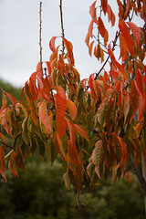 Autumn leaves.