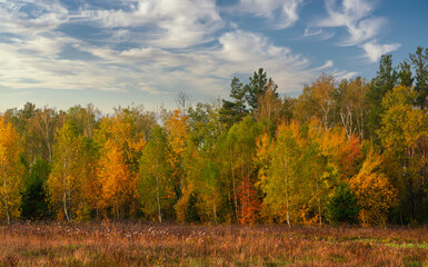 Fototapeta premium Beginning of autumn. The trees are painted in bright autumn colors. Beauty of nature. Hiking.