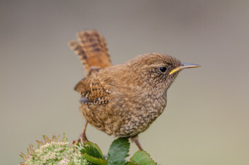 Pacific Wren (Troglodytes pacificus) fledgling at Chowiet Island, Semidi Islands, Alaska, USA