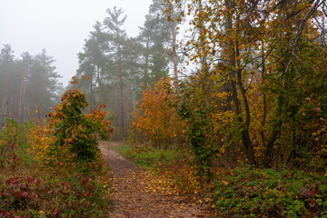 Foggy autumn morning. The trees are painted in bright autumn colors. Beauty of nature. Hiking.
