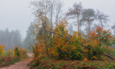 Foggy autumn morning. The trees are painted in bright autumn colors. Beauty of nature. Hiking.