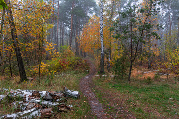 Foggy autumn morning. The trees are painted in bright autumn colors. Beauty of nature. Hiking.