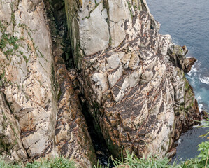 Colony of Common Murre (Uria aalge) at Chowiet Island, Semidi Islands, Alaska, USA