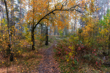 Naklejka premium Foggy autumn morning. The trees are painted in bright autumn colors. Beauty of nature. Hiking.
