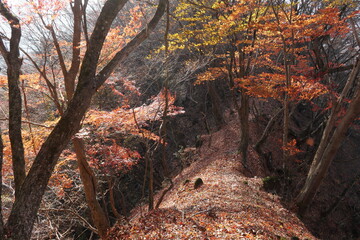 秋色と落ち葉と稜線歩き (秋/紅葉)
