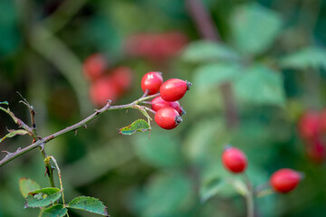Sweet rosehip. Rosehip against green foliage. Autumn day.
