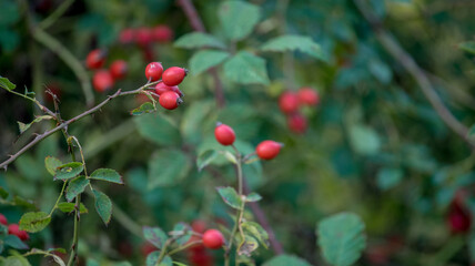 Sweet rosehip. Rosehip against green foliage. Autumn day.