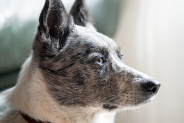 Portrait of a dog. Dog close up. Border collie head.
