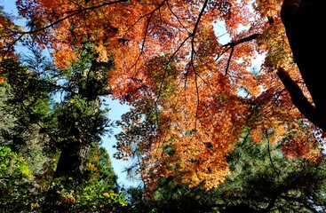 Obraz premium もみじ 紅葉 風景 森