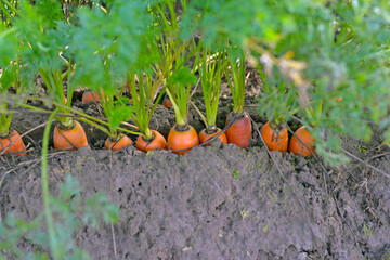 eco carrots on the ground