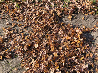 fallen oak leaves on the street in autumn