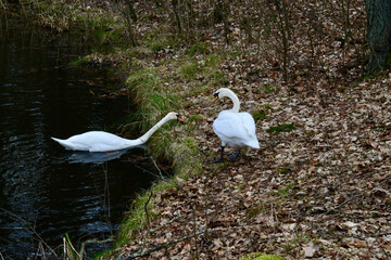 Para łabędzi na brzegu jeziora © DP.REPORT