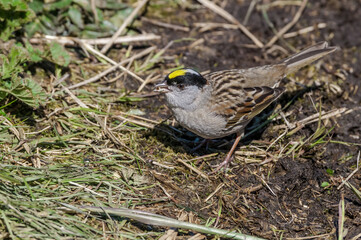 Golden-crowned Sparrow (Zonotrichia atricapilla) at Chowiet Island, Semidi Islands, Alaska, USA