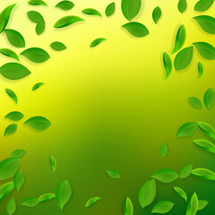 Falling green leaves. Fresh tea chaotic leaves fly