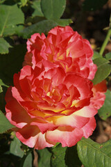 Rosier ‘Calizia’