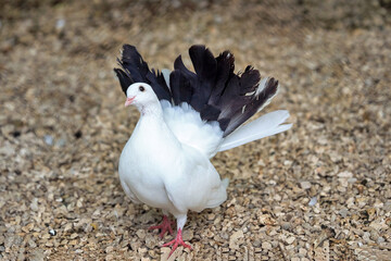 White dove with black tail feathers, close up