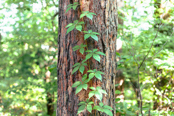 Wild grapes grow along the trunk of a pine tree
