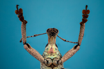INSECTA  Coleoptera  Curculionidae en focus stacking