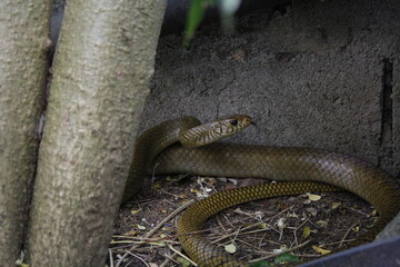 Sri Lankan rat snake poses to attack in defense