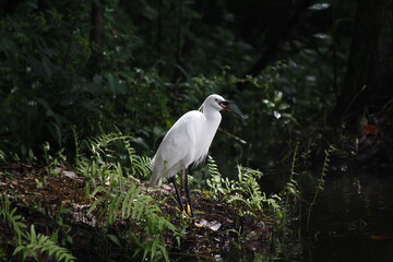 Little Egret hunting in swampy marshland