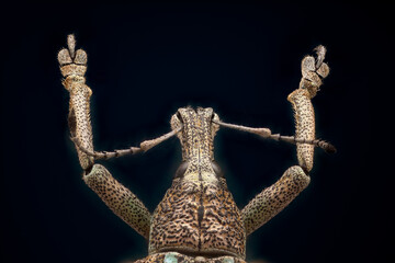 INSECTA  Coleoptera  Curculionidae en focus stacking